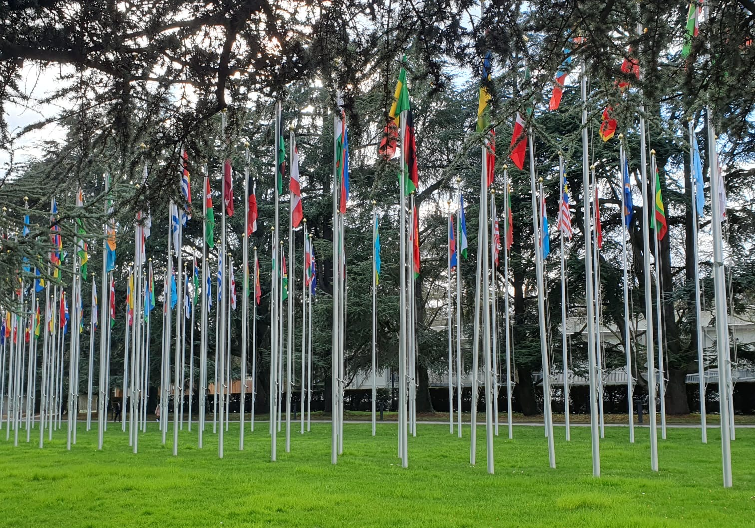United Nations flags on flagpoles pitched in grass with trees in the background.